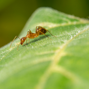 traitement fourmis Lyon