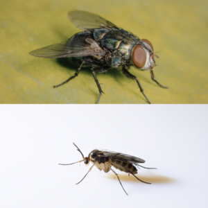 traitement mouche Lyon