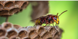entreprise frelon Lyon