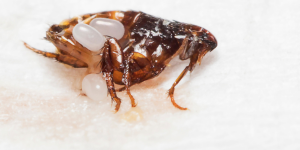 traitement puces Lyon