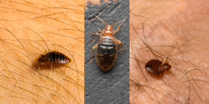 entreprise punaises de lit Lyon